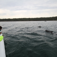 Jervis Bay whale watching
